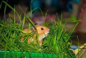 Hamster Karlchen in der Hamsterwiese