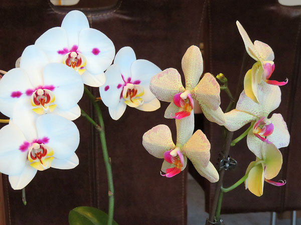 Beide Orchideen mit ihren Blüten
