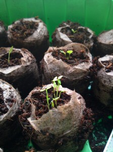 Sellerie & Stevia Sellerie & Stevia