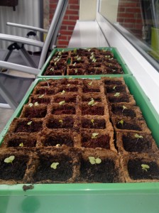 Kohlrabi Kohlrabi