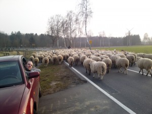 Schafherde2 Schafherde2