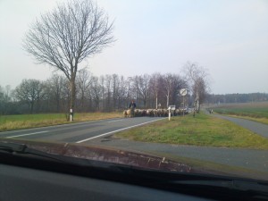 Schafherde1 Schafherde1