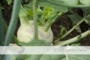 Kohlrabi Kohlrabi