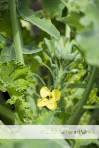 Kohlrabiblüten