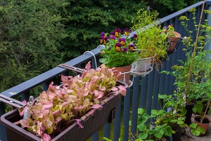 Balkon: Salat, Hornveilchen und weitere Balkon: Salat, Hornveilchen und weitere