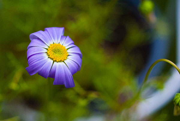 Blaues Gänseblümchen Blaues Gänseblümchen