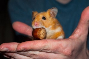 Hamster Karlchen mit seiner Nuss