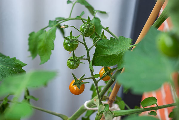 Die ersten Tomaten werden reif