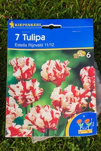 Tulpen "Estella Rijnveld"