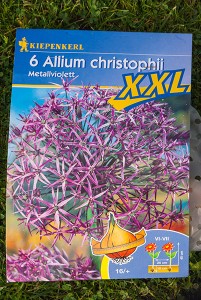 Sternkugellauch Sternkugellauch