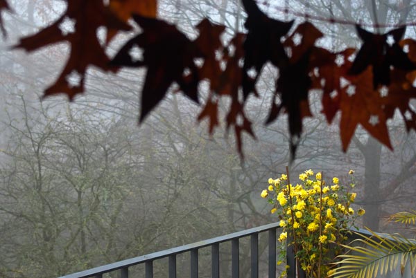 Nebel, Crysanthemen und Blättergirlande