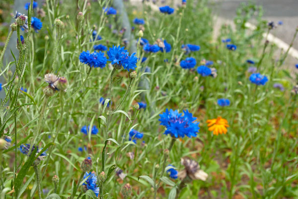 Blaue Kornblumen