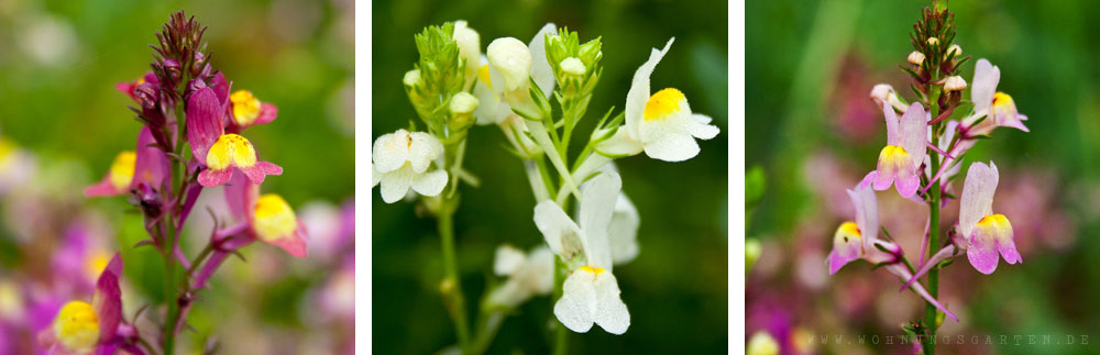 Wunderschöne Leinkrautblüten Wunderschöne Leinkrautblüten