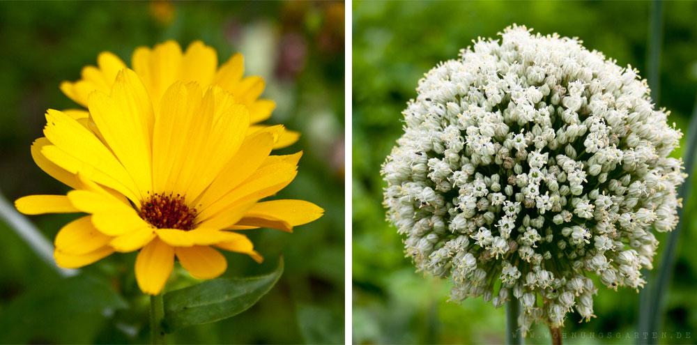 Ringelblume und Blüte einer Speisezwiebel Ringelblume und Blüte einer Speisezwiebel