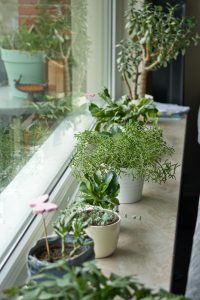 Fensterbrett im Wohnzimmer Fensterbrett im Wohnzimmer