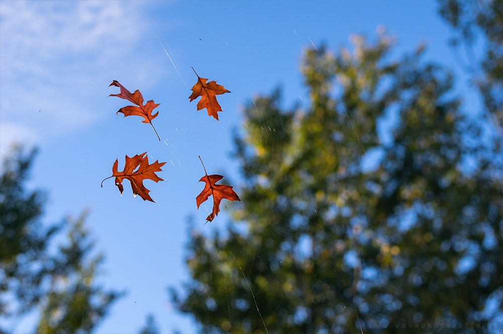 Herbstblätter im Spinnennetz