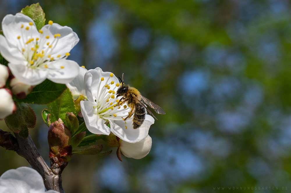 Biene auf einer Kirschblüte Biene auf einer Kirschblüte