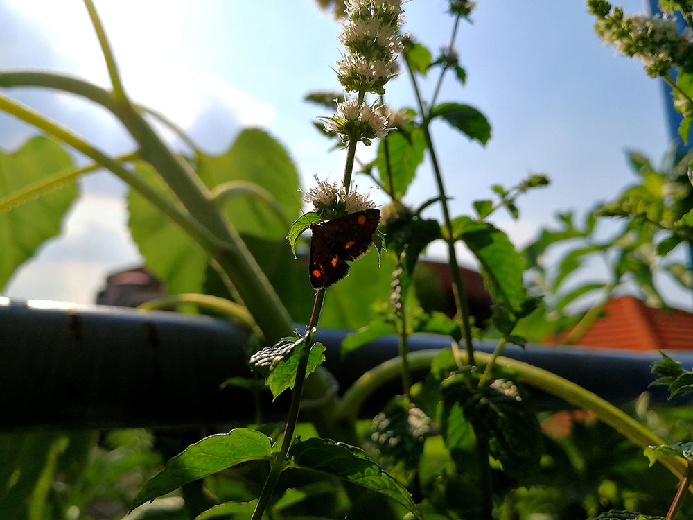 Schmetterling auf einer Minzblüte