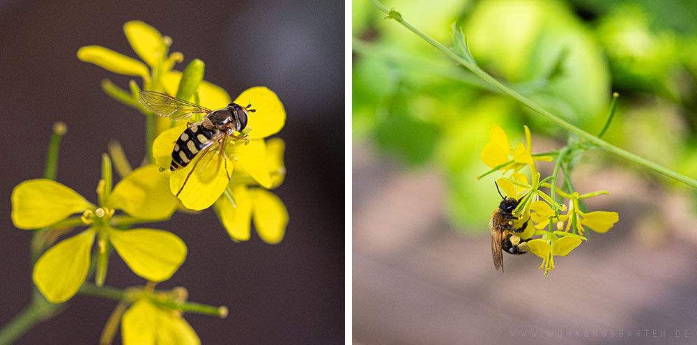 Späte Großstirnschwebfliege (Scaeva pyrastri) und Wildbiene auf dem blühenden Blattsenf Späte Großstirnschwebfliege (Scaeva pyrastri) und Wildbiene auf dem blühenden Blattsenf