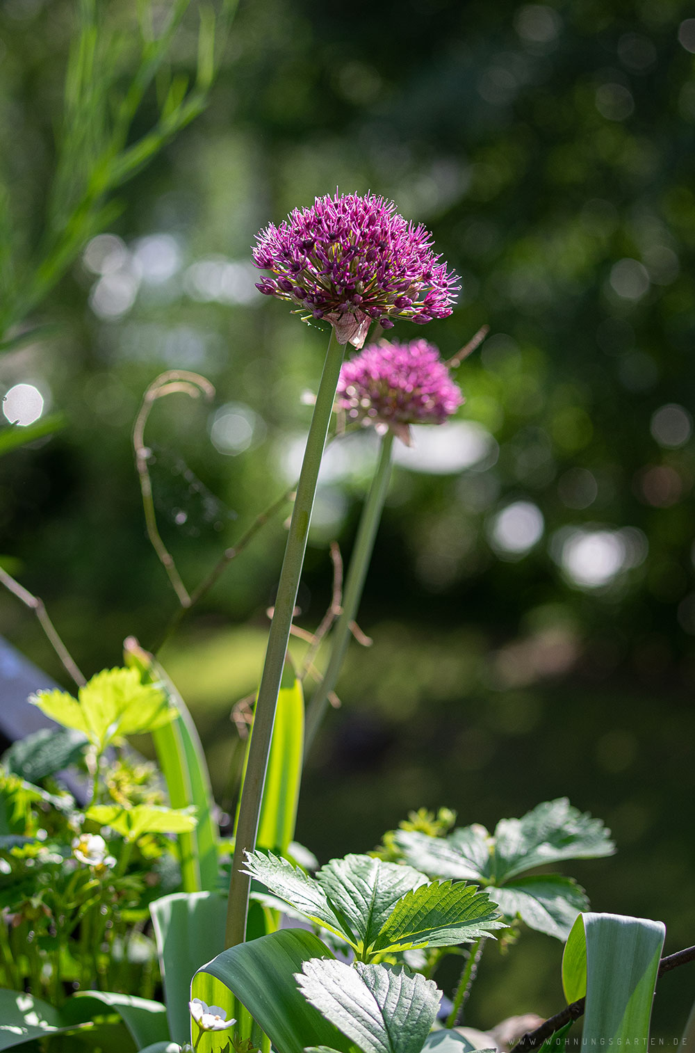 Blüten vom Allium "Ostara" Blüten vom Allium "Ostara"