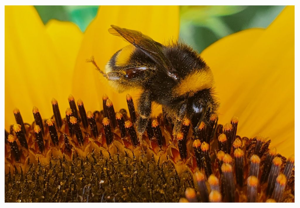 Erdhummel auf einer Sonnenblume