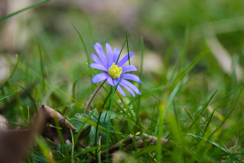 Balkan-Anemone